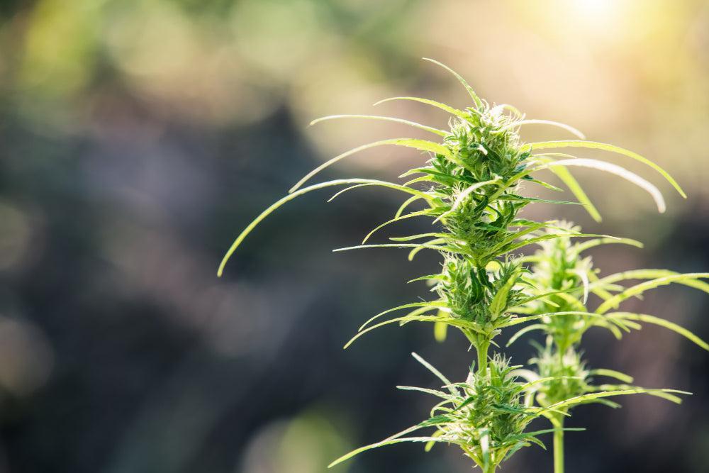 Delta-8 THC: účinky, legalita a produkty-Canapuff