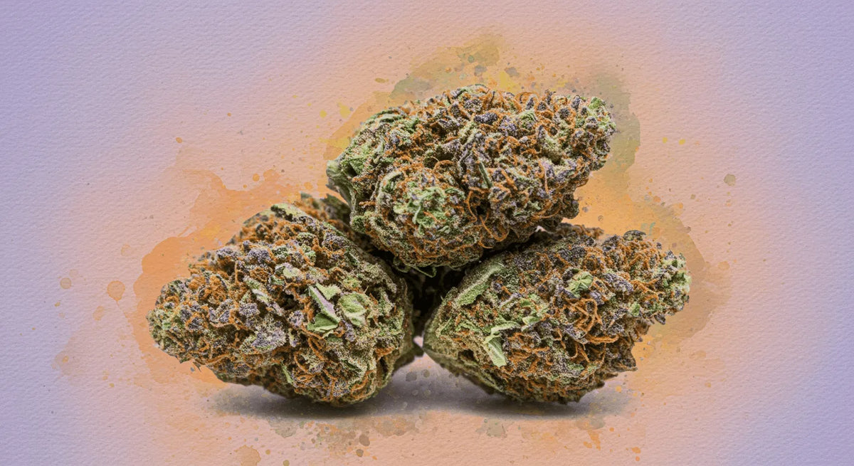 Všetko o Gelato: podrobný sprievodca legendárnym strainom cannabisu
