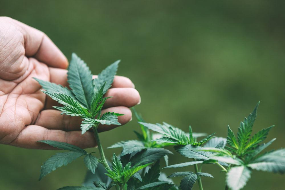 Ideálne podmienky pre semienka cannabis: prehľad-Canapuff