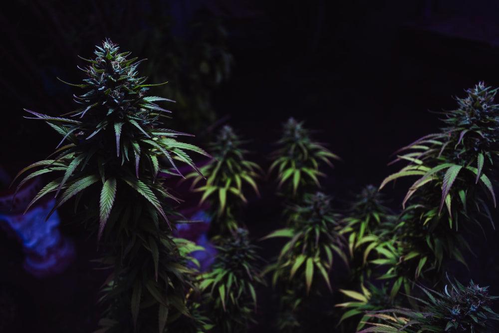 Najlepšie tipy na sadenie a skladovanie semienok cannabisu - Canapuff