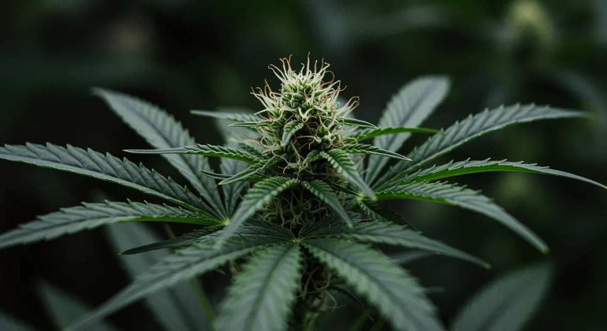 Odhaľujeme cannabis olej: výskumná cesta k jeho zloženiu, použitiu a ďalším témam