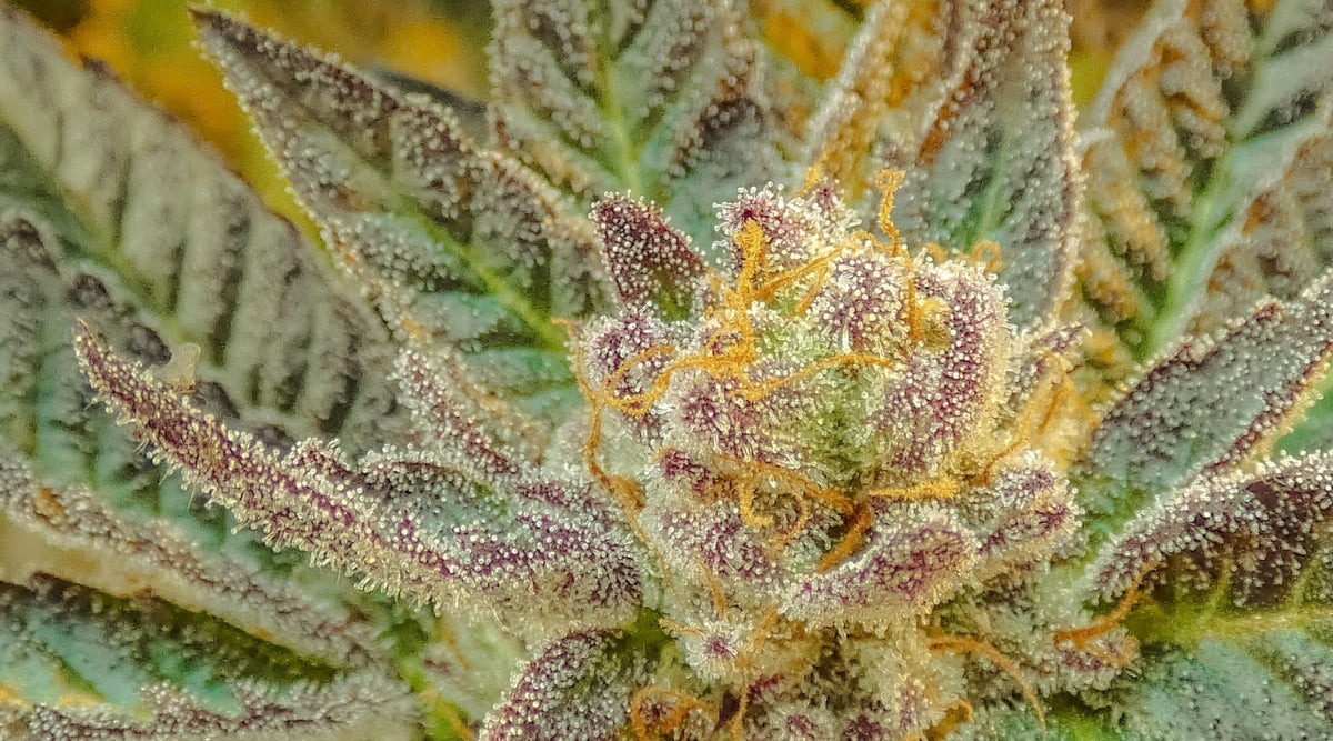 Detail cannabis pupeňov s kryštalickými trichómami v odtieňoch zelenej, fialovej a zlatej