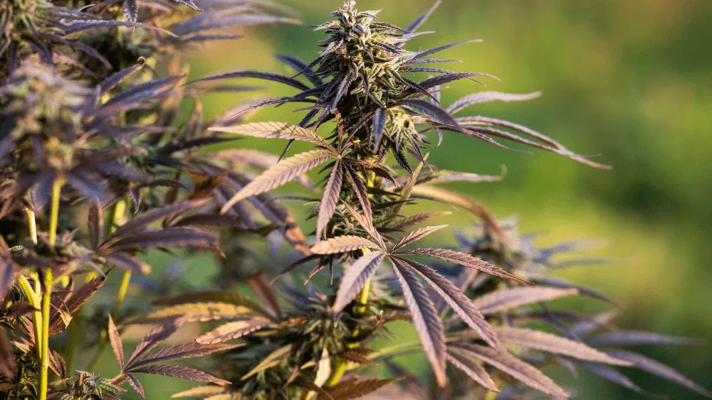 THC-JD účinky a výhody