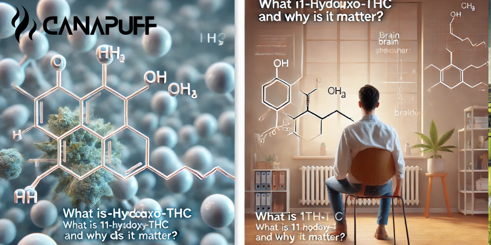 Canapuff banner s molekulovou štruktúrou 11-hydroxy-THC s cannabis kvetom a ilustrovanou scénou s pozorujúcou osobou