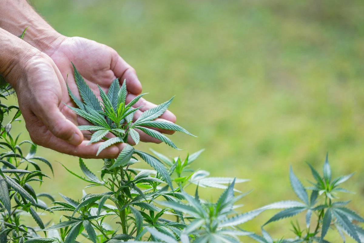 Umenie strihania cannabis: sprievodca technikami a starostlivosťou-Canapuff
