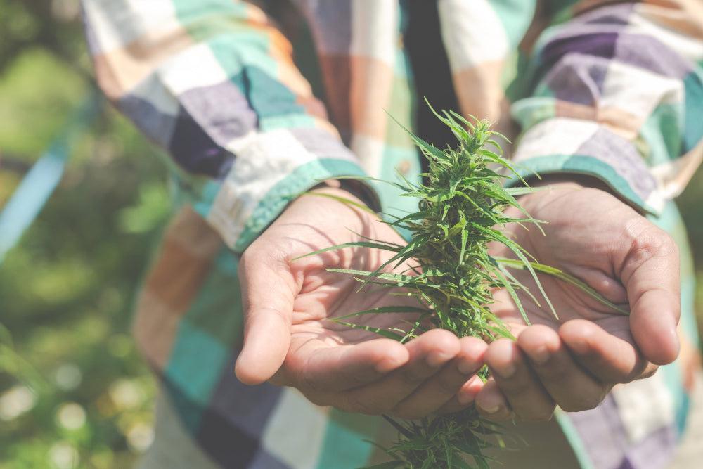 Najlepší sprievodca cannabis produktmi | vyber si to najlepšie-Canapuff