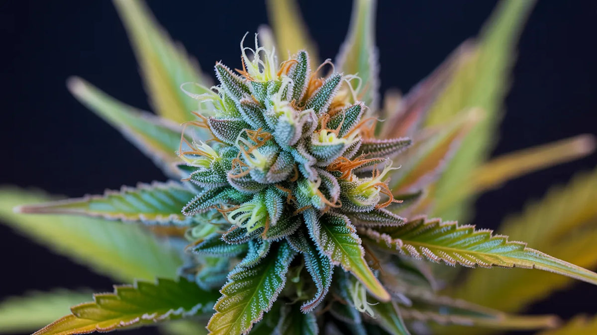 Georgia Pie strain: kúsok raja, alebo len hype?