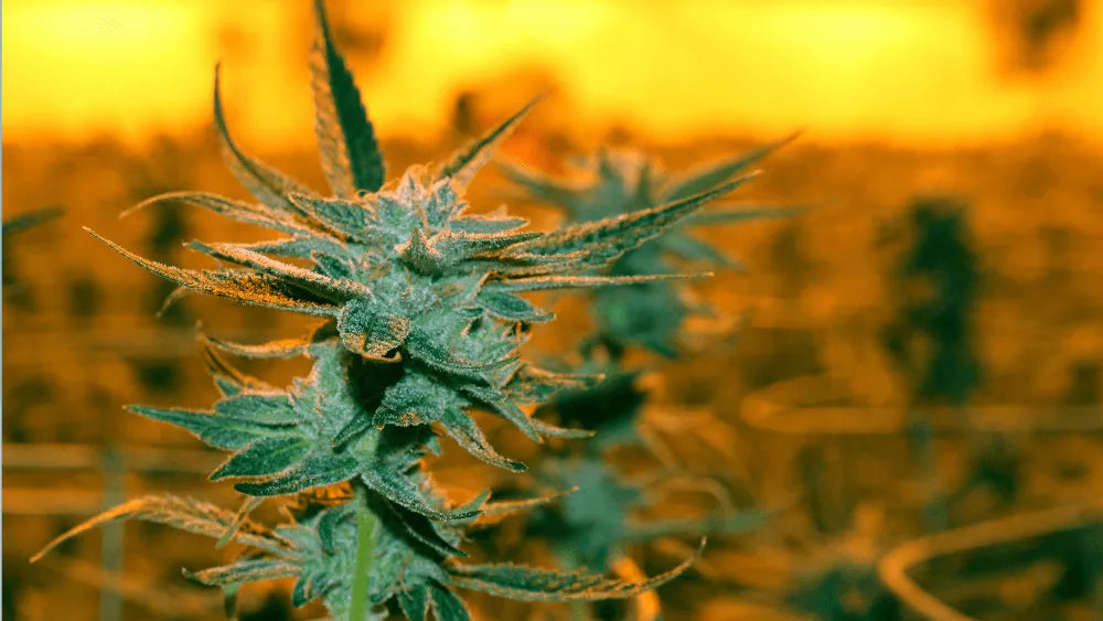 Objav strain Alien Runtz: jedinečná chuť a účinky