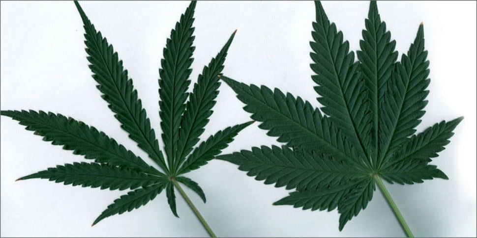 Dva listy cannabisu ukazujúce rozdiel medzi odrodami indica a sativa