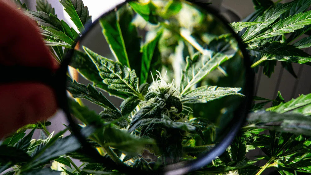THC-B: výhody a riziká