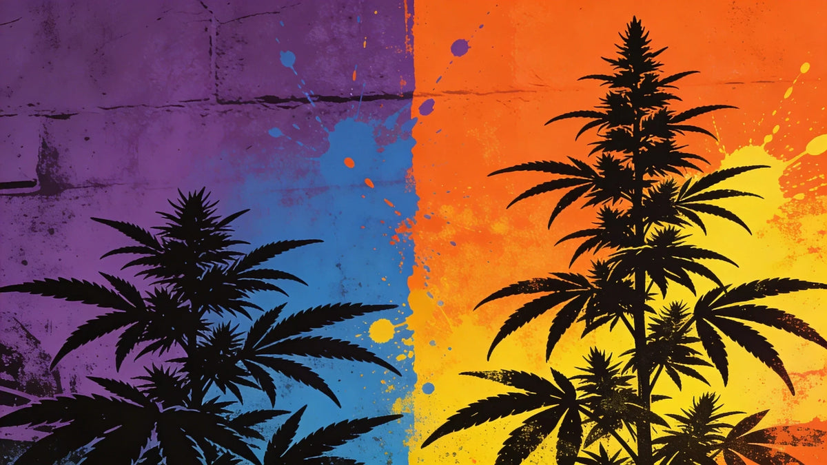 Vizuálne porovnanie indica vs sativa — silueta nízkej košatej rastliny indica na fialovom pozadí oproti vysokej sative na oranžovom pozadí v štýle street artu