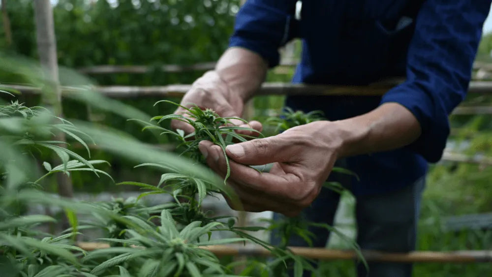 Zvýš svoju úrodu vďaka lollipoppingu cannabisu