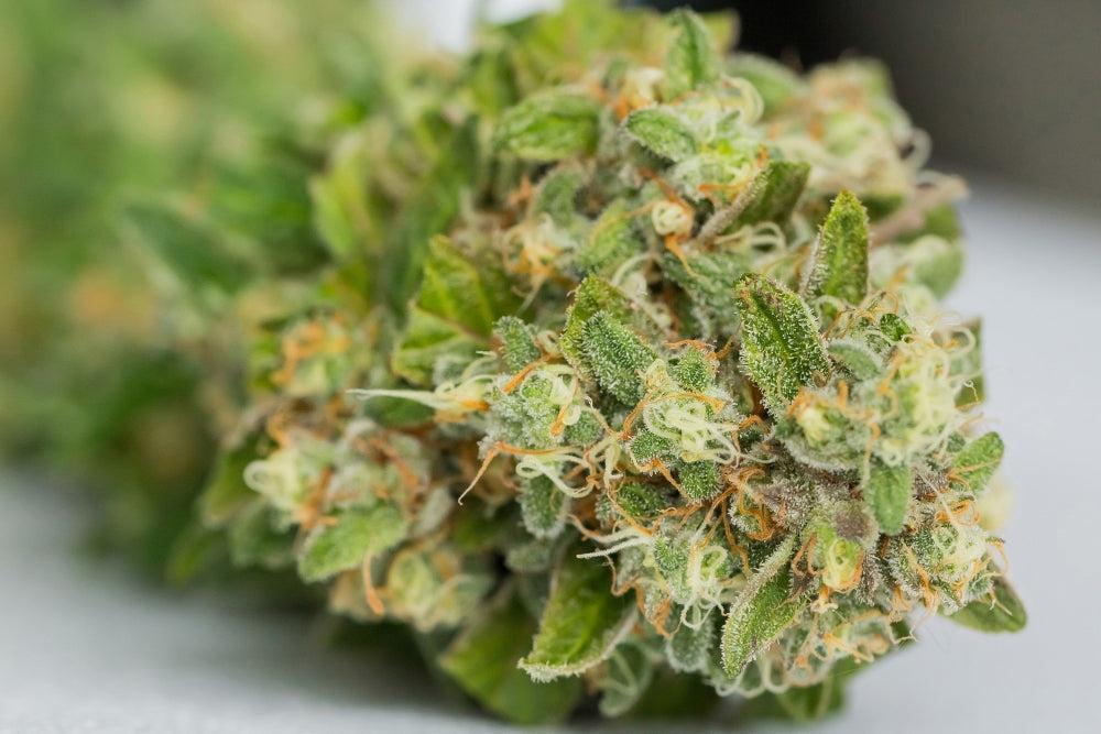 Skladovanie cannabis semienok: výhody, riziká a osvedčené postupy-Canapuff