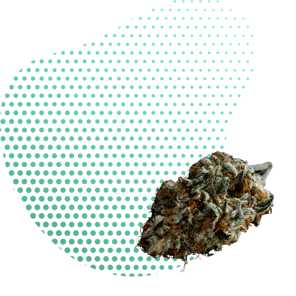 10-OH-THC Kvety