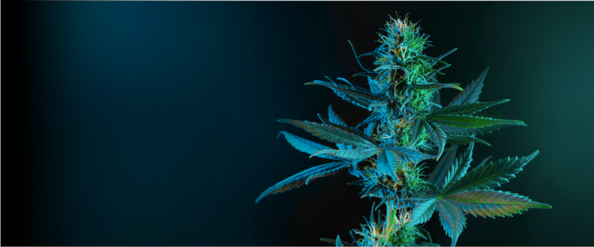 Rastlina cannabisu s tmavým pozadím